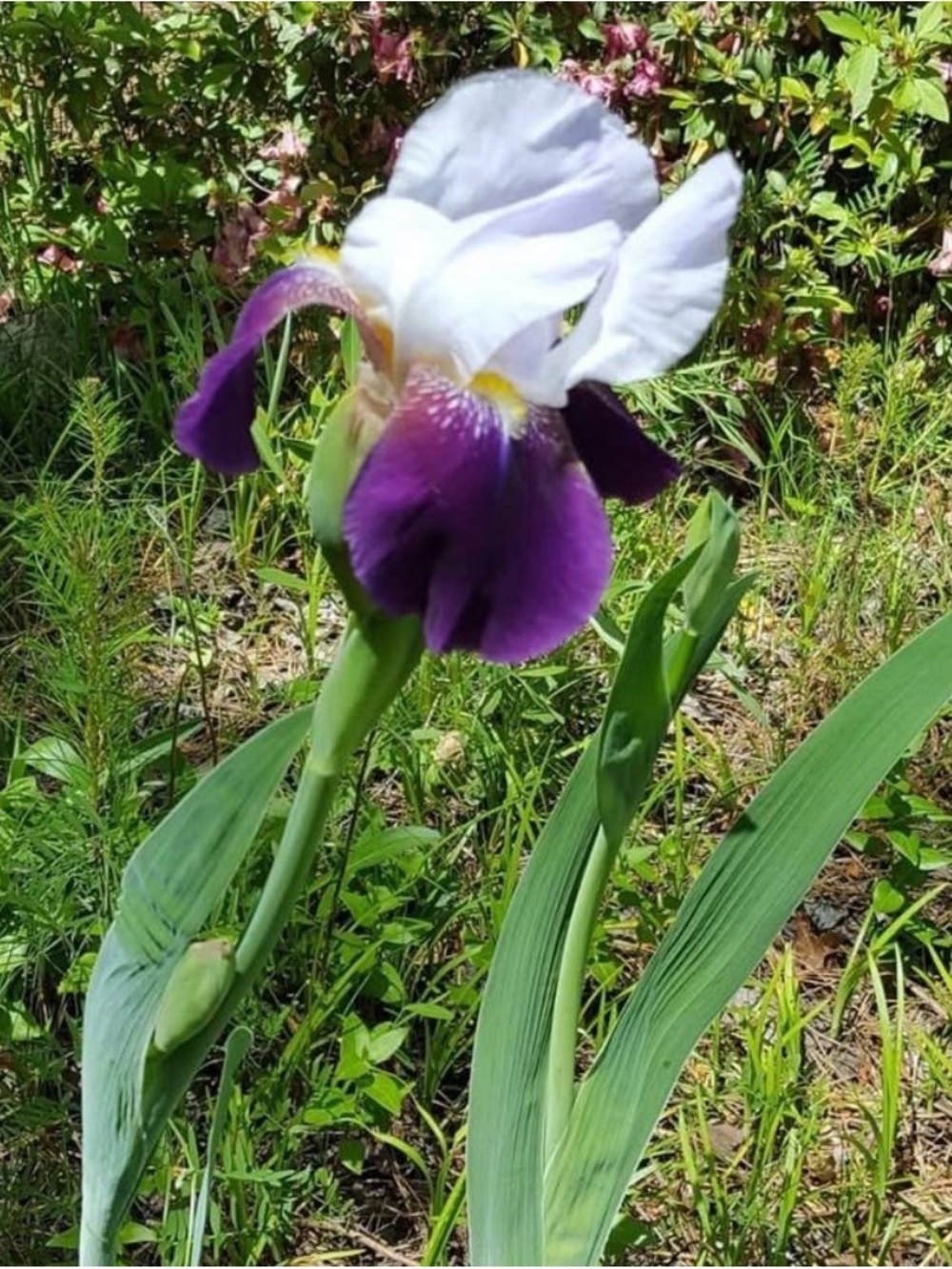 Bearded Iris Purple Flower Mature Rhizome Bulbs -  Two Pack Perennial